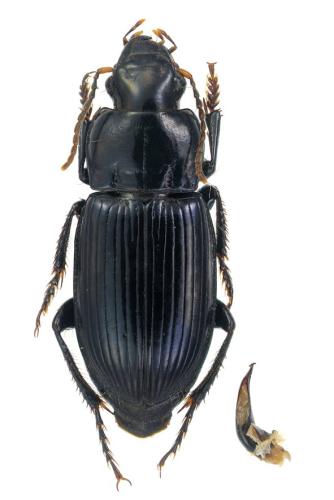 Réf. 353 216 : Harpalus rufipalpis